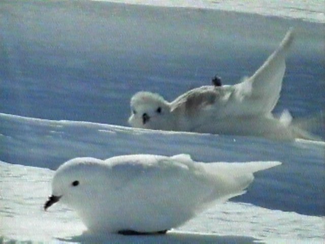 MKramer-SnowPetrels1-flock on snow.jpg
