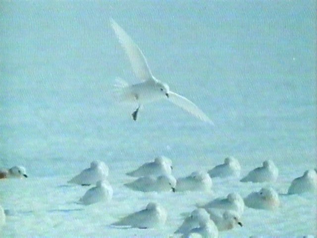 MKramer-SnowPetrels5-flock on snow.jpg