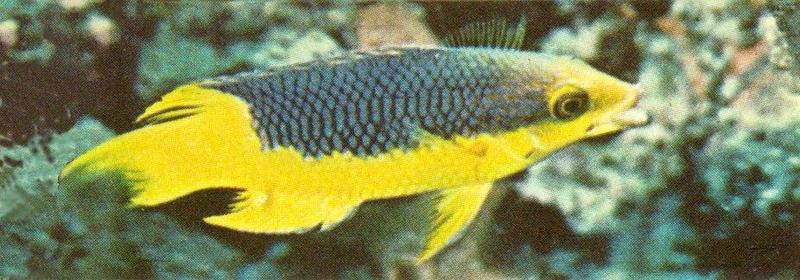 MKramer-Spanish hogfish-Bodianus rufus.jpg