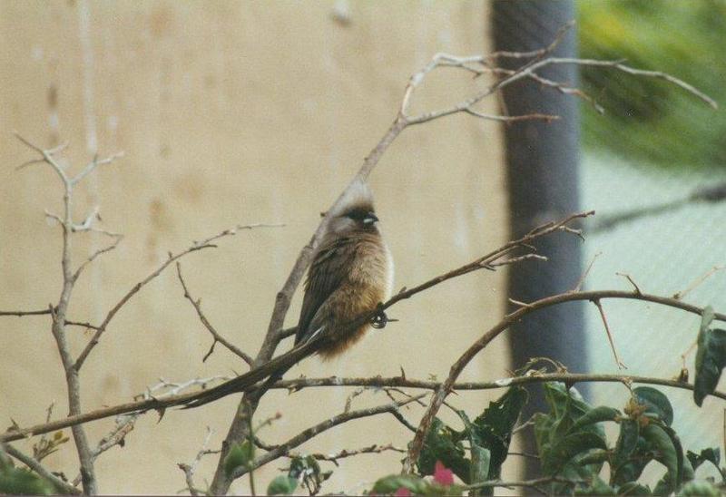 MKramer-Speckled Mousebird1-from El Paso Birdpark-La Palma.jpg