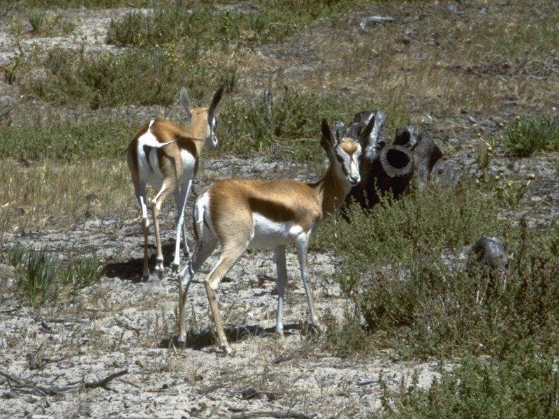 MKramer-Springbuck-Antidorcas marsupialis 1-Springbok Antelopes.jpg