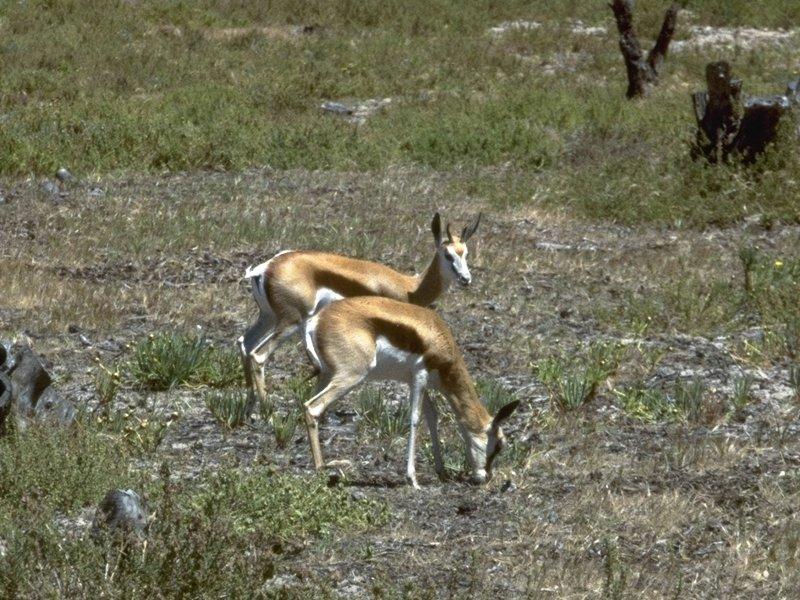 MKramer-Springbuck-Antidorcas marsupialis 2-Springbok Antelopes.jpg