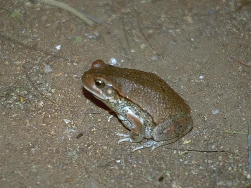 MKramer-Unidentified African Toad 1.jpg