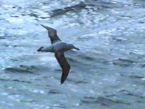 MKramer-Wandering Albatross2-in flight.jpg