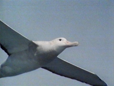 MKramer-Wandering Albatross4-closeup in flight.jpg
