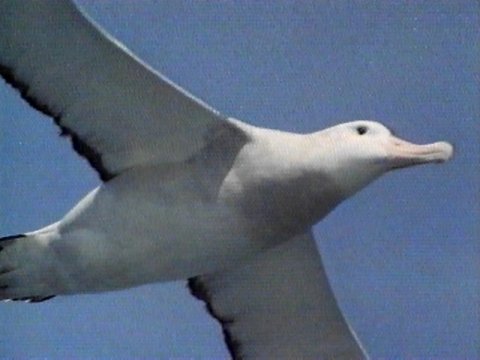 MKramer-Wandering Albatross5-closeup in flight.jpg