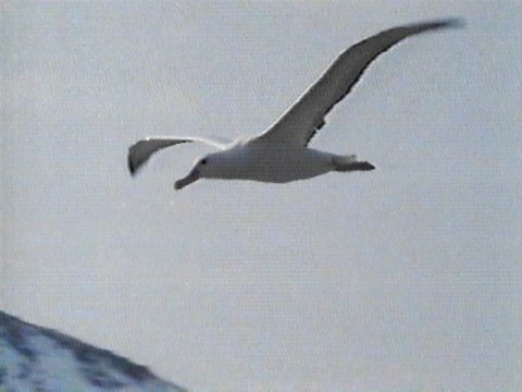 MKramer-Wandering Albatross6-in flight.jpg