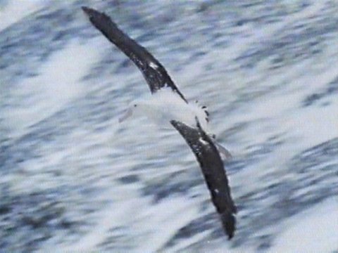 MKramer-Wandering Albatross7-in flight.jpg