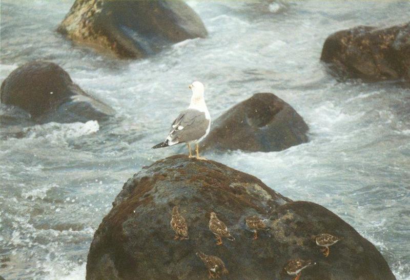 MKramer-Yellow-legged Gull and Ruddy Turnstones-on rock-from La Palma.jpg