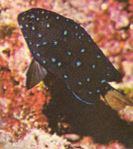 MKramer-Yellowtailed Damselfish-Microspathodon chrysurus.jpg