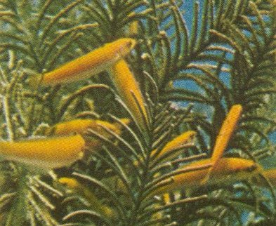 MKramer-Young Bluehead Wrasse-Thalassoma bifasciatum-yellow juveniles.jpg