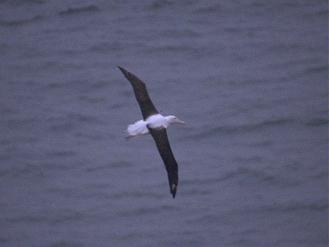 MKramer-albatros1-Albatross-in flight over the sea.jpg
