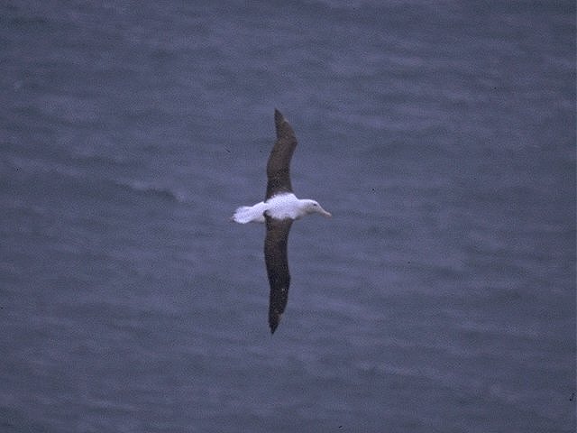 MKramer-albatros2-Royal Albatross-in flight over the sea.jpg