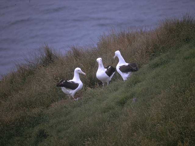 MKramer-albatros3-Albatrosses-trio on river bank.jpg