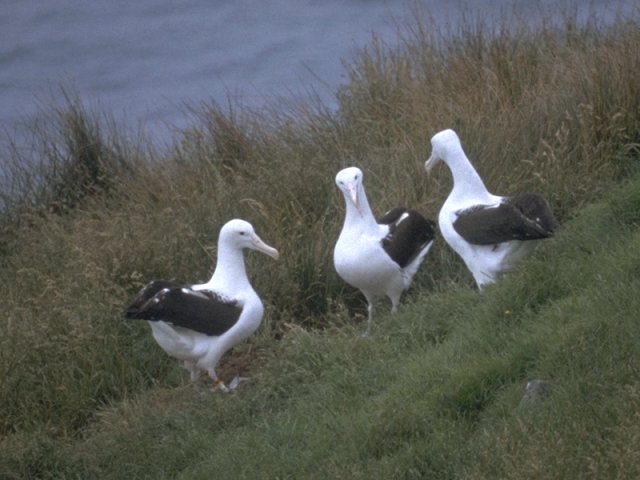 MKramer-albatros4-Royal Albatrosses-trio on river bank.jpg