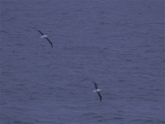 MKramer-albatros5-Royal Albatrosses-pair in flight.jpg