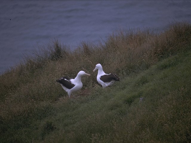 MKramer-albatros6-Royal Albatrosses-pair on river bank.jpg