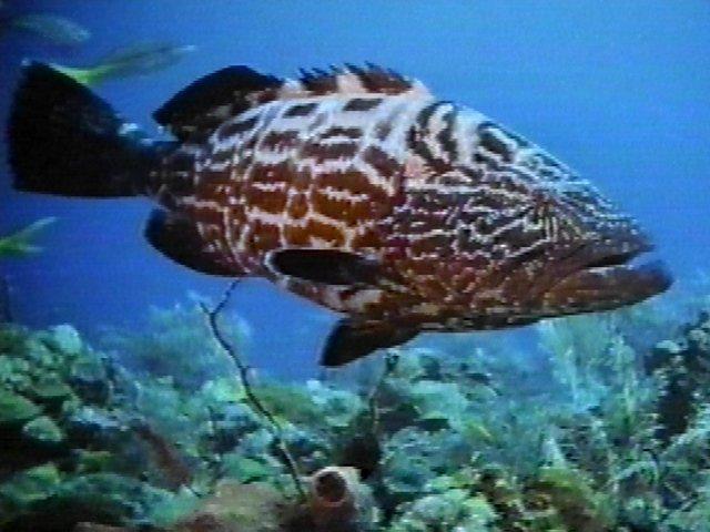 MKramer-black grouper-from Bahama.jpg