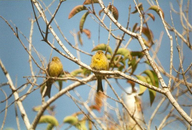 MKramer-canaries-Island Canary-pair perching on branch.jpg
