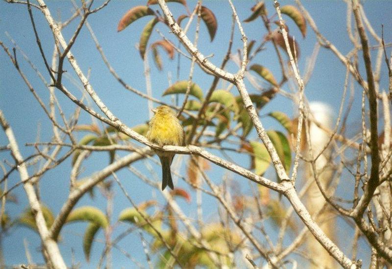 MKramer-canary-Island Canary-perching on branch.jpg