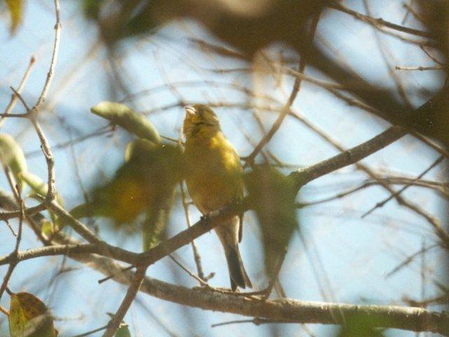 MKramer-canary2-Island Canary-perching on tree.jpg