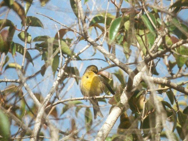 MKramer-canary3-Island Canary-perching on tree.jpg