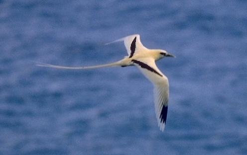 MKramer-img308b-White-tailed Tropicbird-in flight.jpg