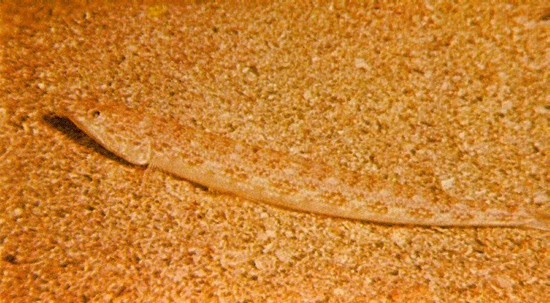 MKramer-inshore lizardfish-Synodus foetens.jpg