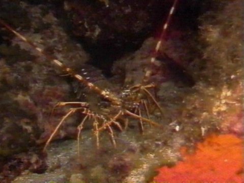 MKramer-langoest2-Spiny Lobster-closeup.jpg