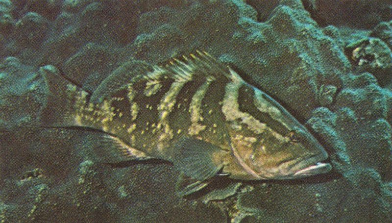 MKramer-nassau grouper-Epinephelus striatus.jpg