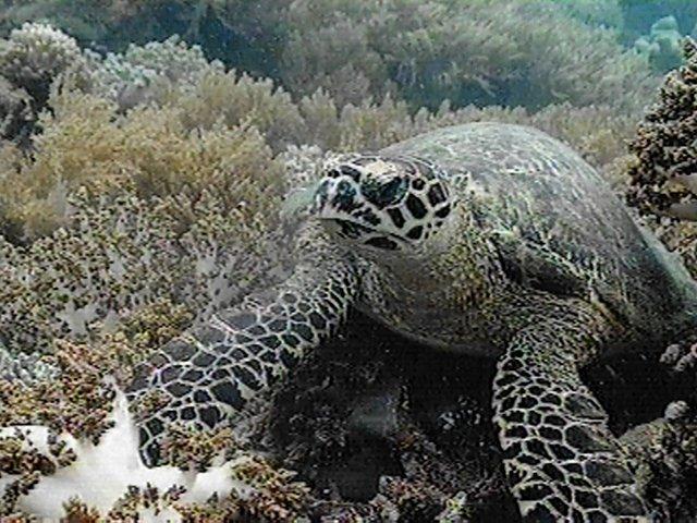 MKramer-schildpad2-Green Sea Turtle-video snapshot.jpg