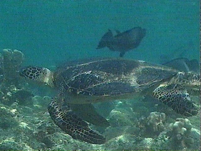 MKramer-schildpad3-Green Sea Turtle-video snapshot.jpg