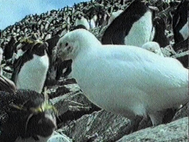 MKramer-sheathbill10-Snowy Sheathbill-in rockhopper penguin colony.jpg