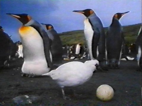 MKramer-sheathbill2-Lesser or Black-faced Sheathbill-scavenging King Penguins Egg.jpg