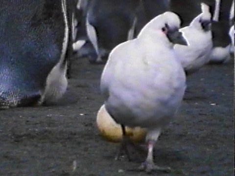 MKramer-sheathbill4-Lesser or Black-faced Sheathbill-scavenging penguin egg.jpg