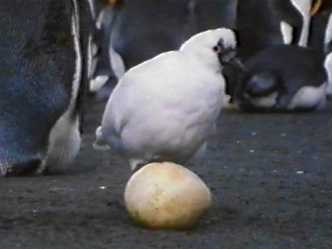 MKramer-sheathbill5-Lesser or Black-faced Sheathbill-scavenging penguin egg.jpg