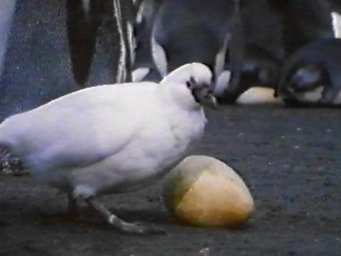 MKramer-sheathbill6-Lesser or Black-faced Sheathbill-scavenging penguin egg.jpg