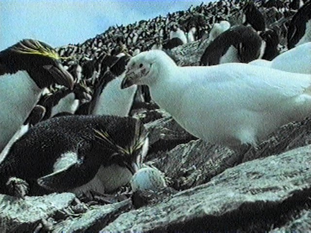 MKramer-sheathbill7-Snowy Sheathbill-in rockhopper penguin colony.jpg