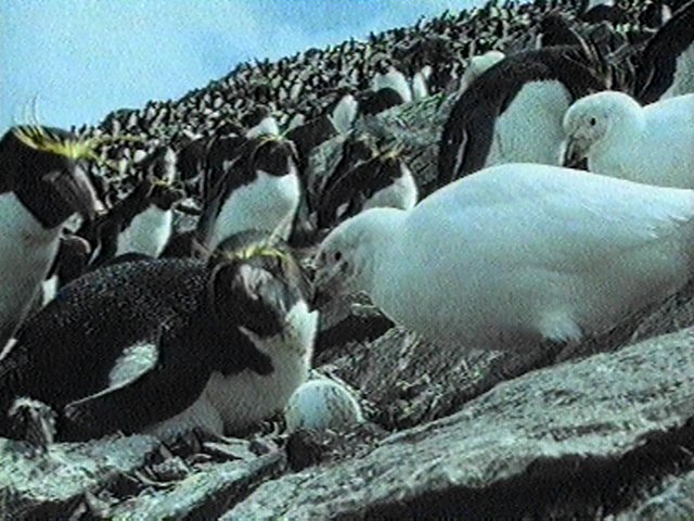MKramer-sheathbill8-Snowy Sheathbill-in rockhopper penguin colony.jpg