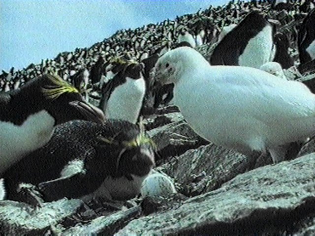 MKramer-sheathbill9-Snowy Sheathbill-in rockhopper penguin colony.jpg