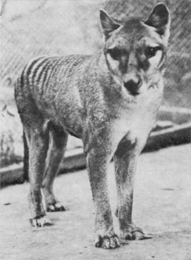 MKramer-thylacine-Tasmanian Wolf.jpg