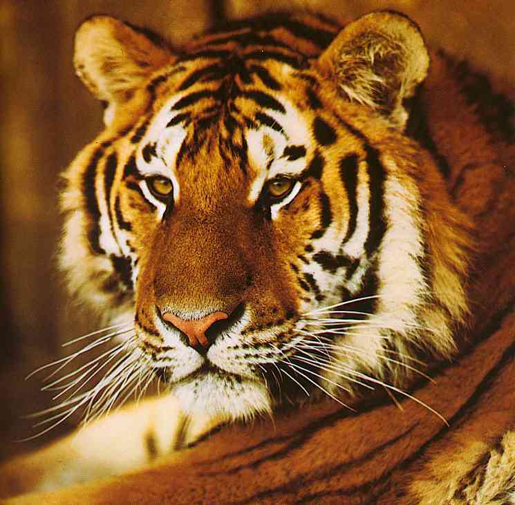 Male-Siberian Tiger-TR-by Trudie Waltman.jpg
