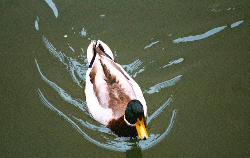 Mallard Duck2-by Jose Sierra Jr.jpg