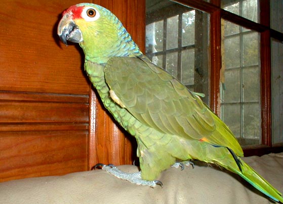 MarcySue-Red-lored Amazon Parrot-by Lara deVries.jpg