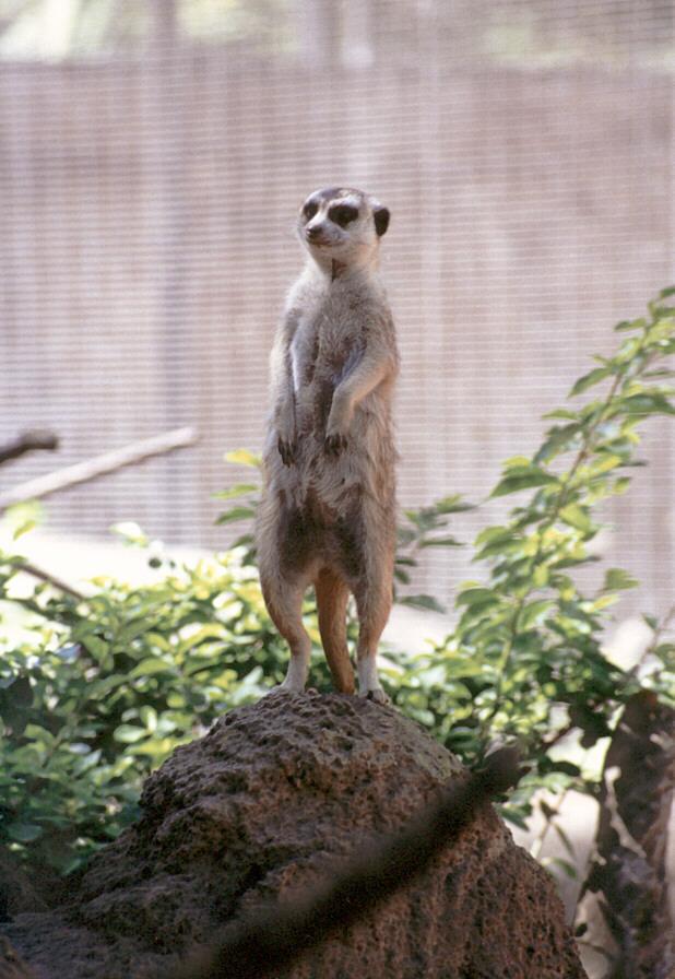 Meerkat-on the lookout-San Diego Zoo-by Ralf Schmode.jpg