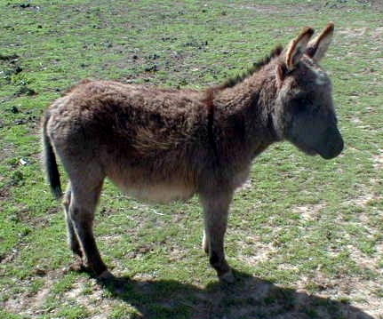 Miniature Donkey-standing on grass-by Lara deVries.jpg