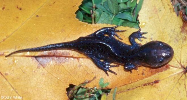 Mole Salamander Ambystoma talpoideum  2 John White.jpg