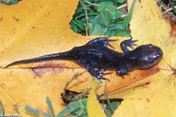 Mole Salamander Ambystoma talpoideum  John White.jpg