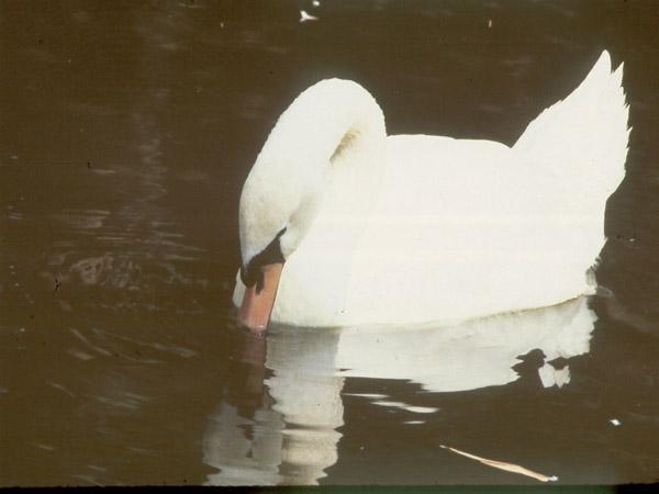 Mute Swan-by Jose Sierra Jr.jpg