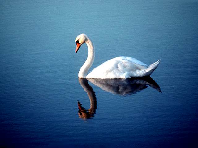 Mute Swan-by Linda Bucklin.jpg